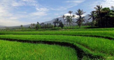 Paddy purchase shows an increase of 25.28% over last year