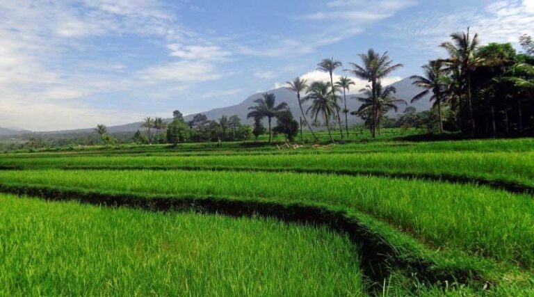 Paddy purchase shows an increase of 25.28% over last year