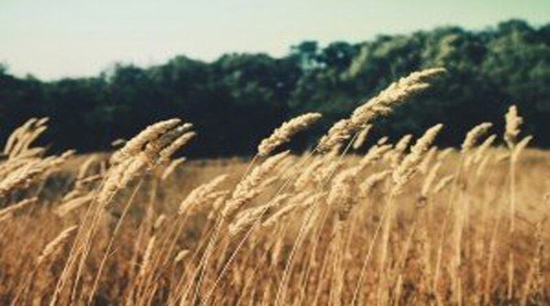 Nokia and Vi CSR deploy SmartAgri solution to enhance farming practices of 50,000 farmers