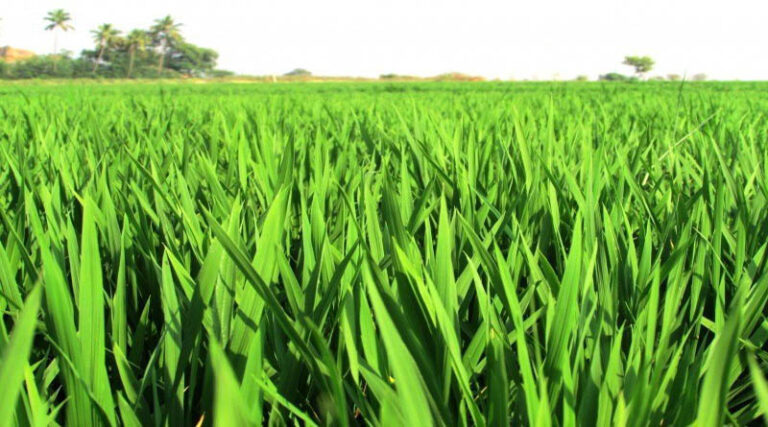 Government has created 10,000 FPOS to bring together small and Marginal Farmers