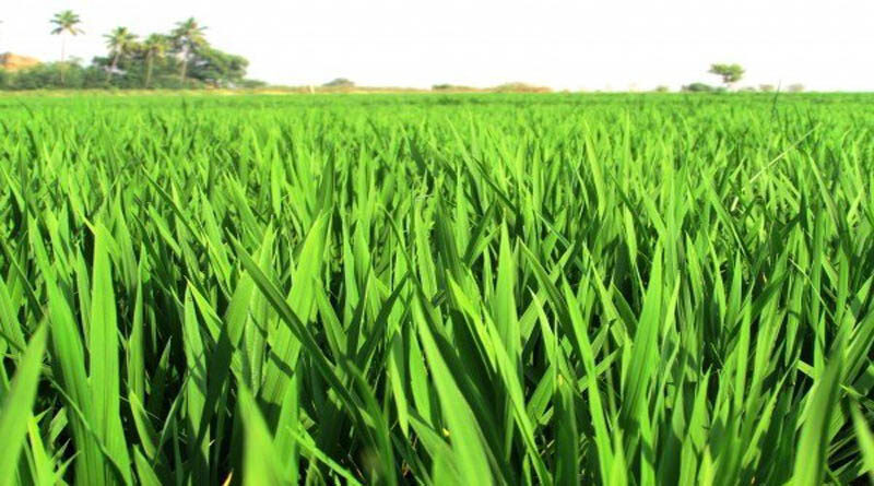 Paddy Procurement shows increase of 24.91 % over last year
