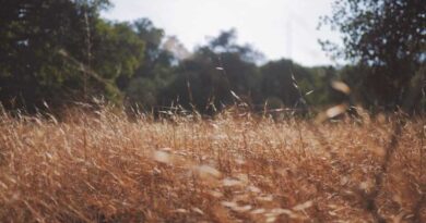 agriculture news