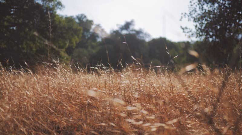 agriculture news