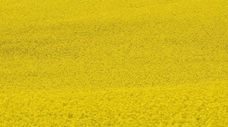 A Large Quantity Of Quality Seeds