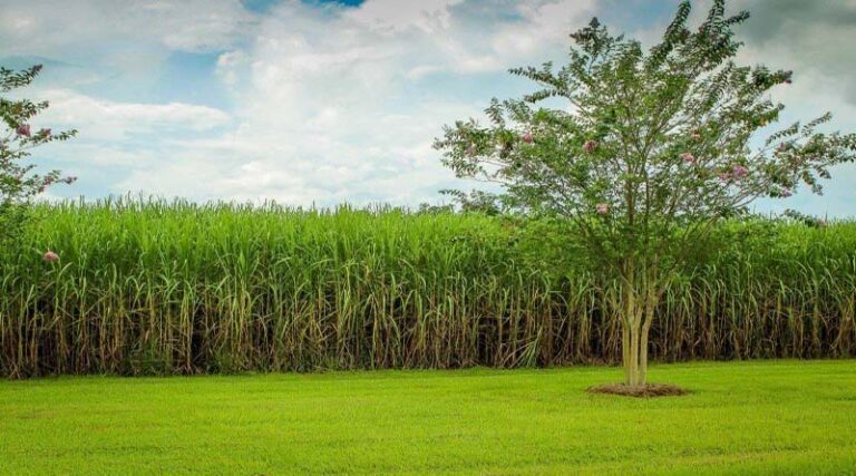 No SAP yet: UP’s sugarcane farmers unhappy