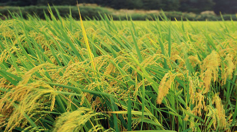 Belgium supports Vietnam in sustainable rice production