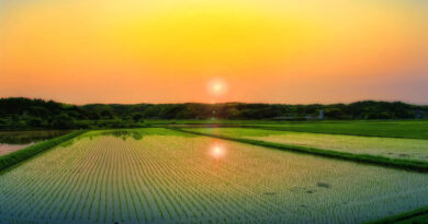 81.14 Lakh Paddy Farmers have benefitted from KMS Procurement Operations
