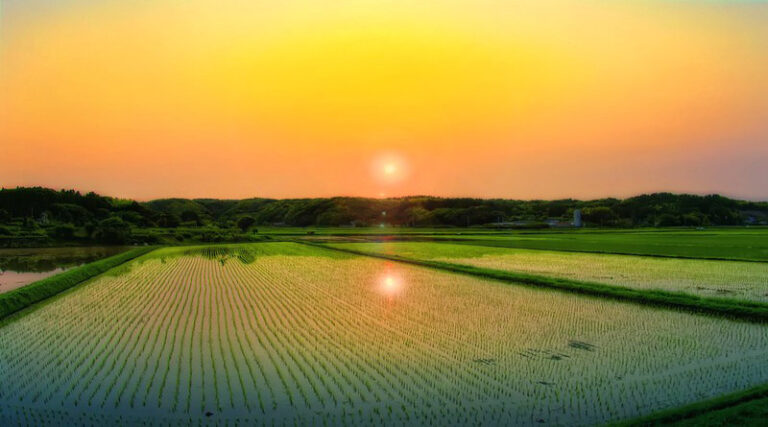 81.14 Lakh Paddy Farmers have benefitted from KMS Procurement Operations