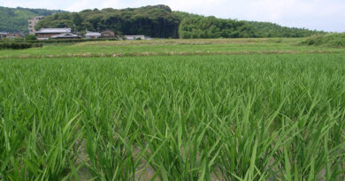 69.14 Lac farmers have already been benefitted from the ongoing KMS procurement Operations