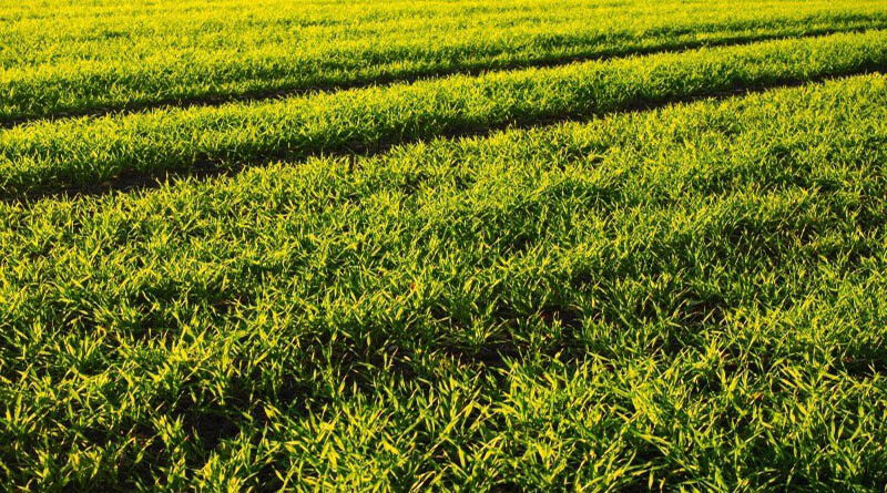 Seed Industry Vital to National Food Security