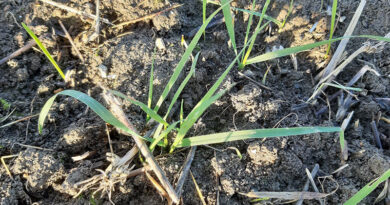 Spot wild oats for spring action
