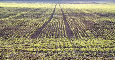The best start for spring barley in Scotland
