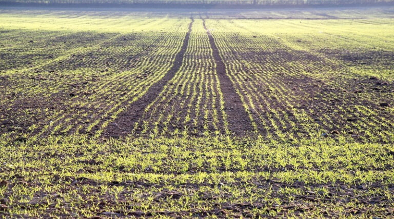 The best start for spring barley in Scotland