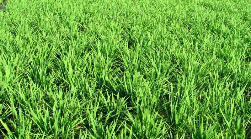 Paddy Procurement shows increase of 26.48% against the last year