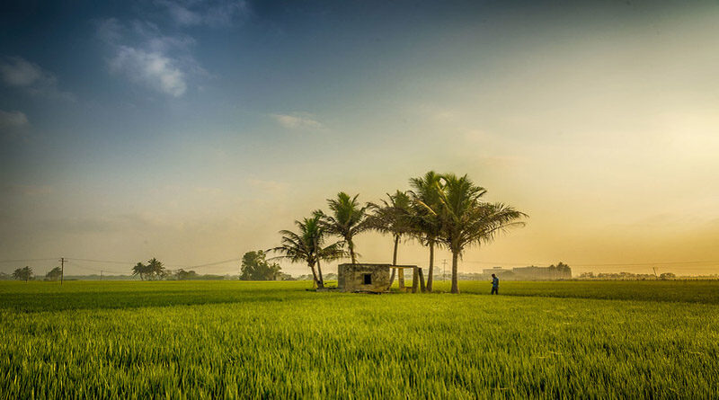 Repeal Of Black Farmer Laws Must To Save Agriculture, Says Mp Patiala Preneet Kaur