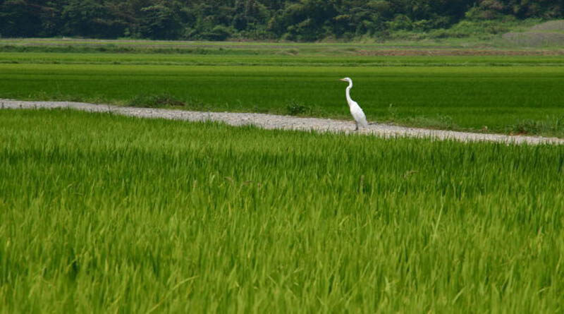 Paddy Procurement shows increase of 26.18 % over the last year