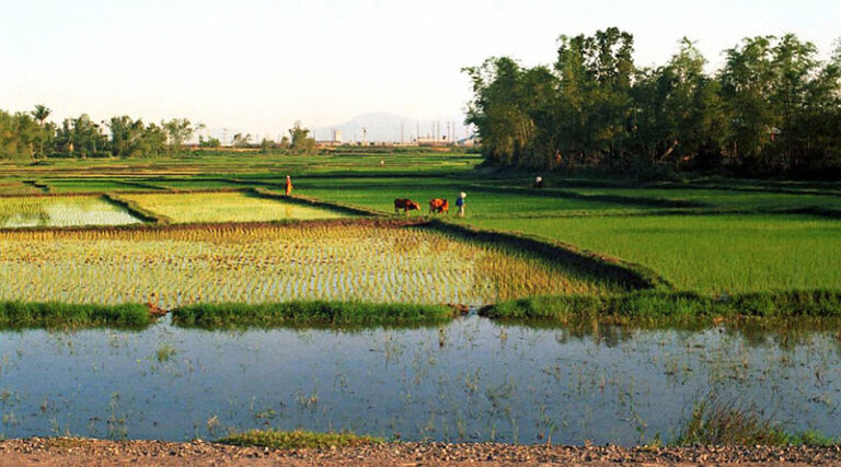 83.83 Lakh Pady Farmers have benefitted from KMS Procurement Operations