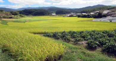 60.67 Lakh Paddy Farmers have benefitted from KMS Procurement Operations