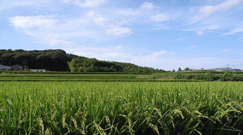 67.89 Lakh Paddy Farmers have benefitted from KMS Procurement Operations