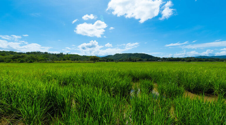 77.85 Lac farmers have already been benefitted from the ongoing KMS procurement Operations