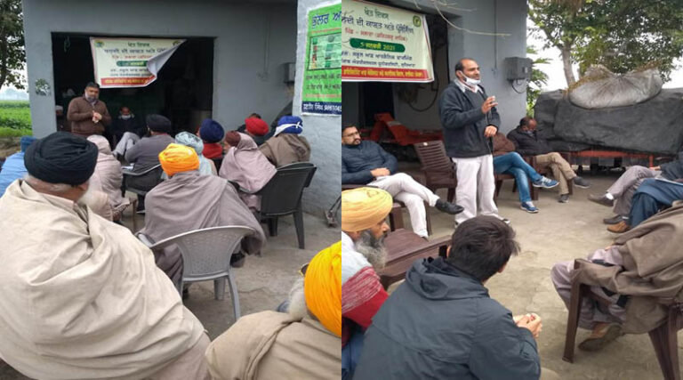 Grow Turmeric For Domestic Consumption: PAU Urges Farmers
