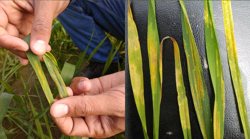 Yellow Rust In Rasp Yellow Rust Attack Sets Off In Ropar