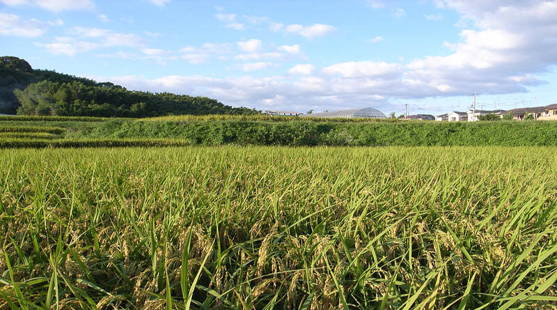 64.07 Lakh Paddy farmers have benefitted from KMS procurement Operations