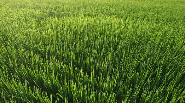 72.46 Lac farmers have already been benefitted from the ongoing KMS procurement Operations
