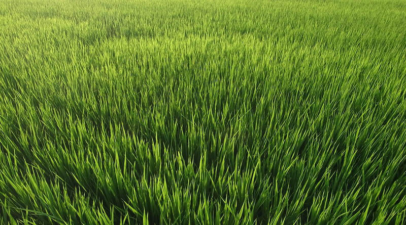 72.46 Lac farmers have already been benefitted from the ongoing KMS procurement Operations