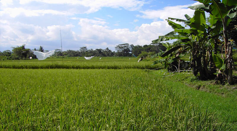 65.32 Lakh Paddy Farmers have benefitted from KMS Procurement Operations