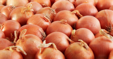 Early, positive start to New Zealand export onion season