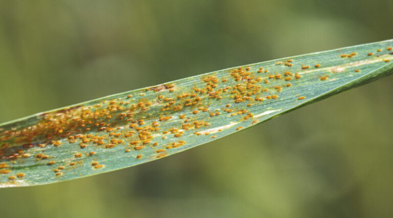 We need vaccines to protect our food crops