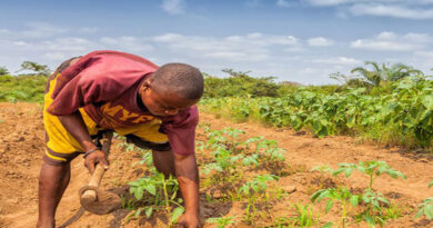 Empowering Smallholder Farmers to be Food System Change Agents