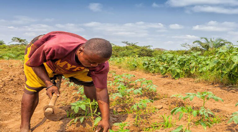 Empowering Smallholder Farmers to be Food System Change Agents