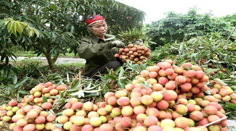 Vegetables and fruits exports reached 3.26 billion USD in 2020