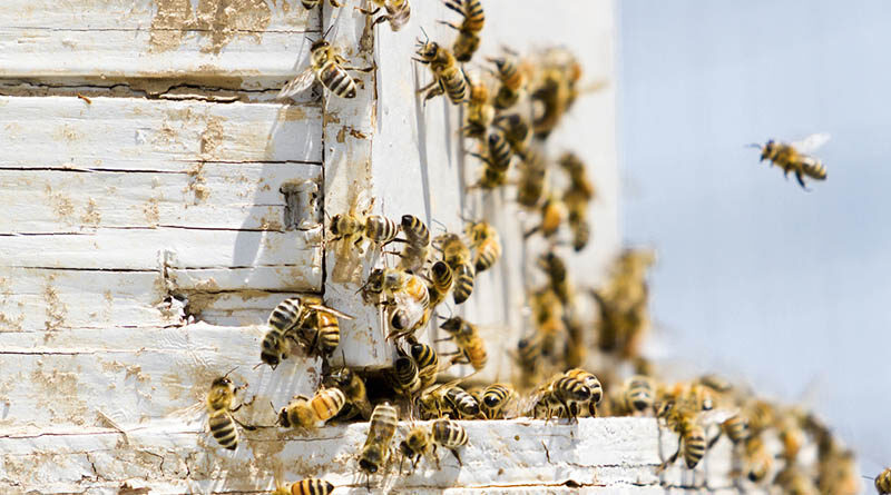 Pesticide Industry To Keep Bee-killing Pesticide Sulfoxaflor On Market Despite Known Risks To Endangered Species