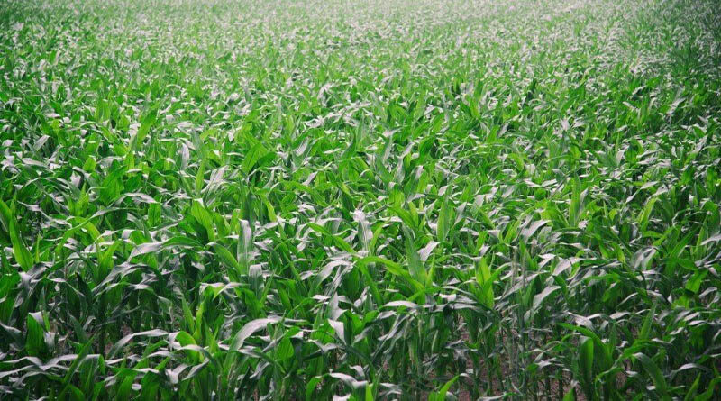 Environment Secretary speech on gene-editing consultation: Oxford Farming Conference 2021
