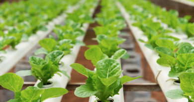 Media Advisory: Public Oral Argument In Lawsuit Challenging Labeling Of Hydroponically-grown Foods As Organic