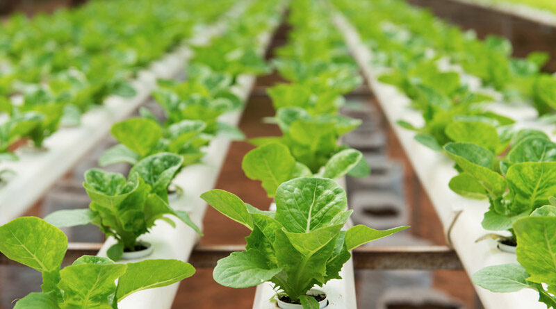 Media Advisory: Public Oral Argument In Lawsuit Challenging Labeling Of Hydroponically-grown Foods As Organic