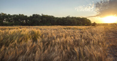 Nature Biotechnology publishes 2Blades Foundation-supported research on wheat resistant to devastating rust fungal diseases