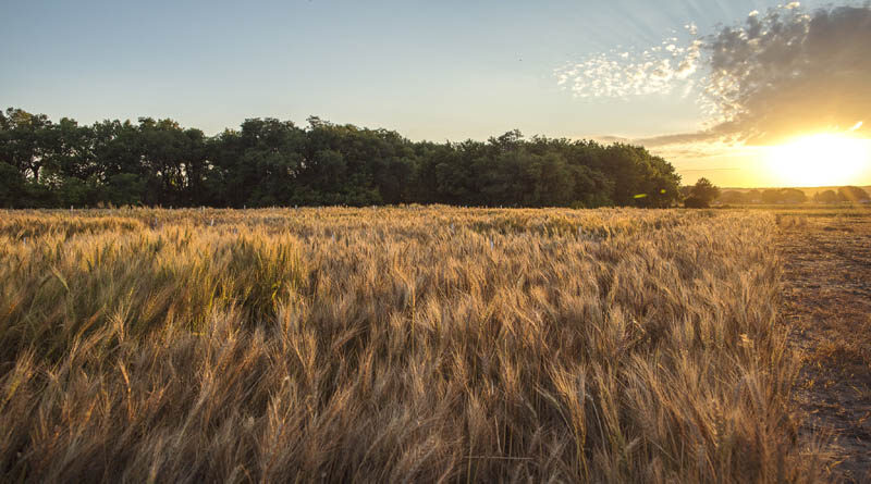 Nature Biotechnology publishes 2Blades Foundation-supported research on wheat resistant to devastating rust fungal diseases