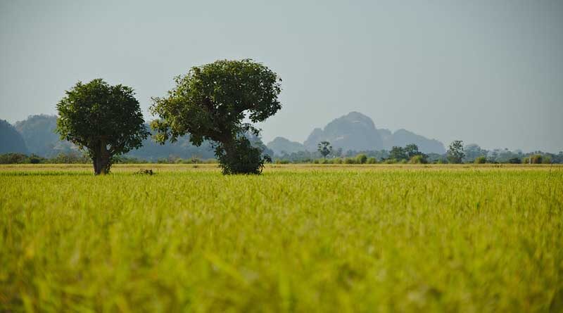 87.20 Lakh Paddy Farmers have benefitted from KMS Procurement Operations