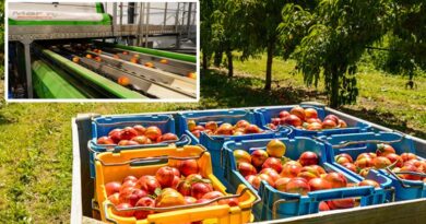 Grower philosophical about season