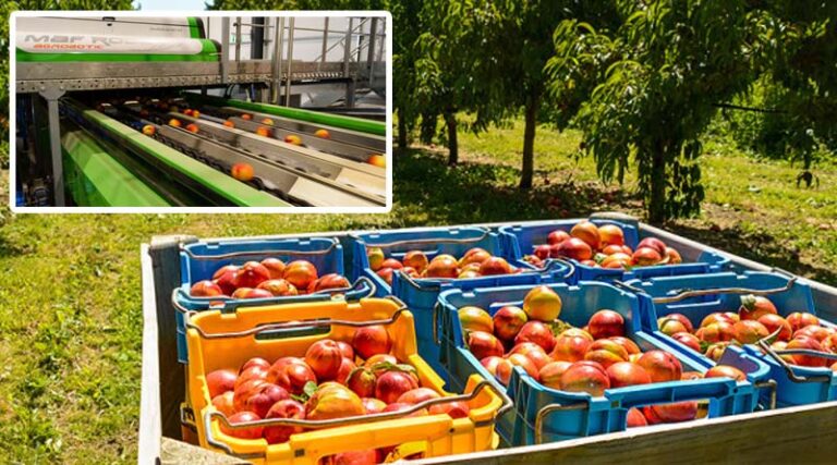 Grower philosophical about season