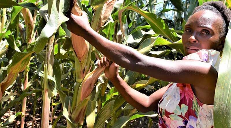 Drought-tolerant maize project pioneers a winning strategy for a world facing climate change