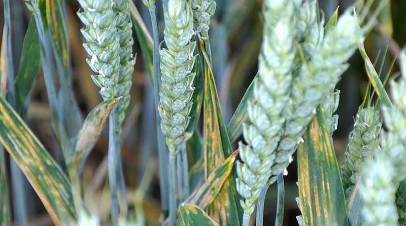New web-based service reveals UK locations of yellow rust