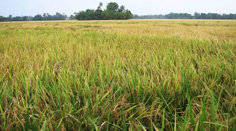 Union Agriculture Minister on Effect of Climate Change on Agriculture in India