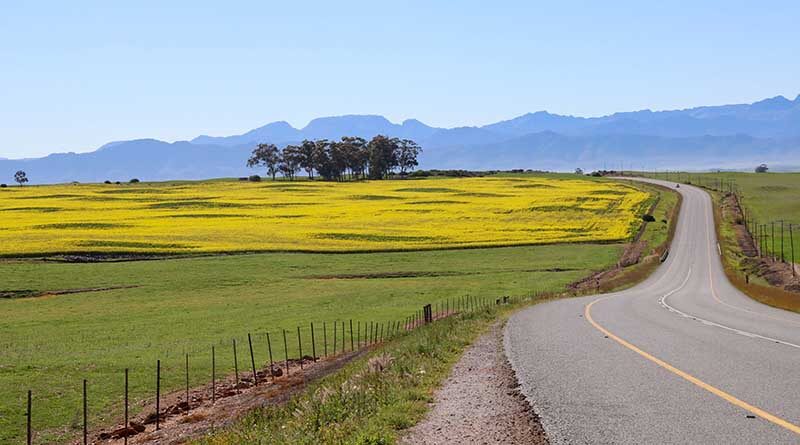 Climate, canola and coping with changing conditions
