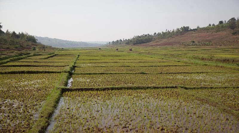 Encouraging Farmers to take up Seed production of Pulses, Oilseeds, Fodder and Green: Govt
