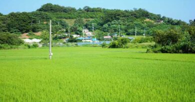Crop specific and Pest specific Package of Practices issued to States to promote Integrated Pest Management and Judicious use of Pesticides